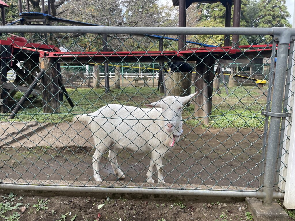 崖の上のヤギ（ポニョ）